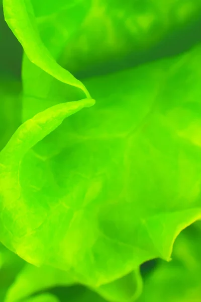 Зелений Салат Закривається Тлі Свіжих Салатів Вегетаріанська Їжа Овочі Вітаміни — стокове фото
