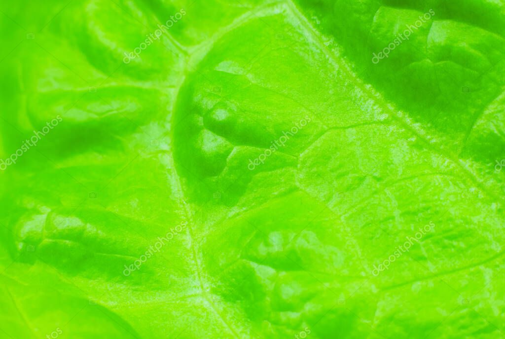 Lechuga verde de cerca. Fondo de textura de ensalada fresca. Comida