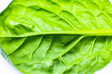 Yeşil yaprak yaklaş. Taze yaprak dokusu arka planı. Doğal ekolojik duvar kağıdı. Vejetaryen yemeği. Sebze ve vitamin ürünleri. Makro fotoğraf.