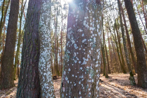 Moss on the tree trunk. Fungus disease. Close up photo.