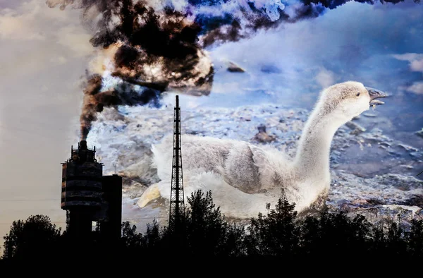 Pták Uvízl Znečištěné Vodě Dehtem Tovární Potrubí Pozadí Umírající Zvířata — Stock fotografie