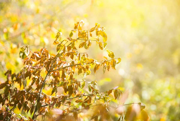 Осенние Листья Деревьев Текстура Фона Красивое Фото Природы Сезонный Фон — стоковое фото