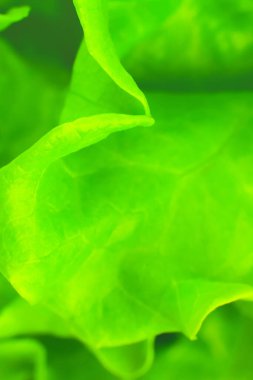 Yeşil marul yaklaş. Taze salata dokusu. Vejetaryen yemeği. Sebze ve vitamin ürünleri. Makro fotoğraf.