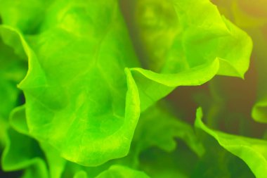 Yeşil marul yaklaş. Taze salata dokusu. Vejetaryen yemeği. Sebze ve vitamin ürünleri. Makro fotoğraf.