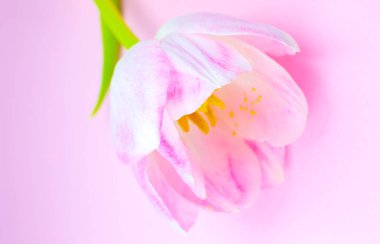 Pembe arka planda pembe lale. Anneler Günü ya da uluslararası kadınlar günü için tebrik kartı. Minimalizm, güzel doğal duvar kağıdı. Bahar çiçekleri.