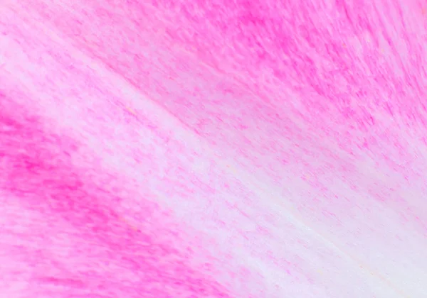 Лепесток Розового Тюльпана Цветок Текстуры Фона Минимализм Красивые Натуральные Обои — стоковое фото