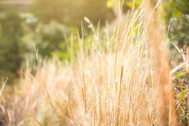 Sonbahar kuru otları. Hasat zamanı. Güzel manzara. Doğal doku..