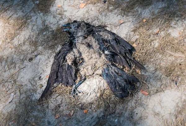 Oiseau Corbeau Tué Trouve Sur Route Écrasé Par Voiture Destruction — Photo