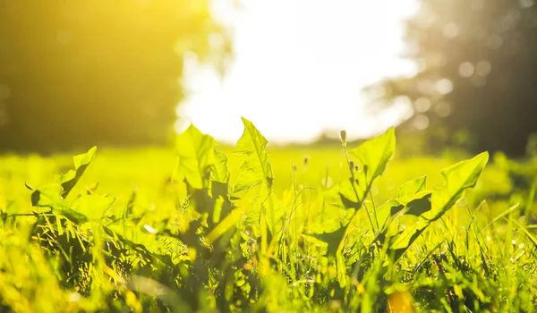 Herbe Verte Extérieur Dans Les Lumières Coucher Soleil Paysage Prairie — Photo