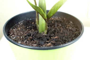 Topraktaki çiçekleri sulamak. Kapat..