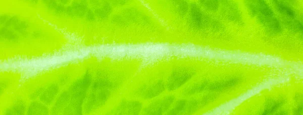 Πράσινο Φύλλο Κοντά Φρέσκα Φύλλα Υφής Φυσική Οικολογική Ταπετσαρία Χορτοφαγικό — Φωτογραφία Αρχείου