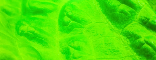 Green Lettuce Leaf Close Fresh Salad Texture Background Vegetarian Food — Stock Photo, Image