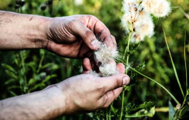 Adam tarlada karahindiba topluyor. Elle tutulur bitki. Düşük ücretli iş. Çevre için zararlı eğilimler.