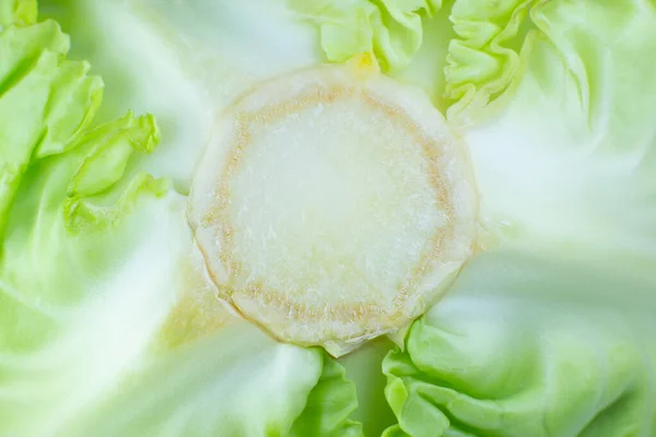緑のキャベツの食感の背景 閉めろ マクロ写真 — ストック写真