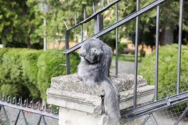 Gri kedi dışarıda oturuyor. Şehirdeki sokak hayvanları.