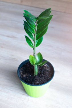 Yumuşak odaklı yeşil saksılı ev bitkisi. Kapat..