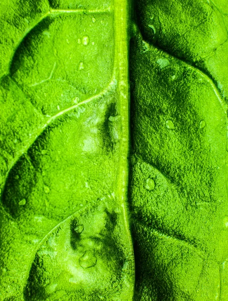 Green leaf close up. Fresh leaves texture background. Natural eco wallpaper. Vegetarian food. Vegetable and vitamins products. Macro photo.