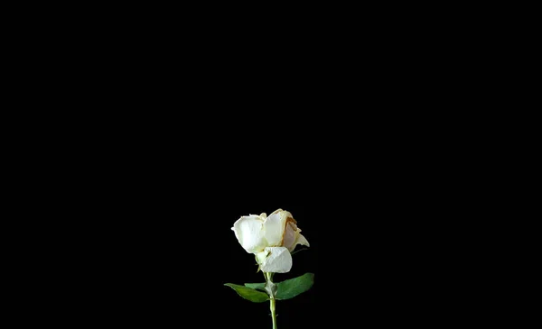 Біла Троянда Ізольована Чорному Тлі — стокове фото