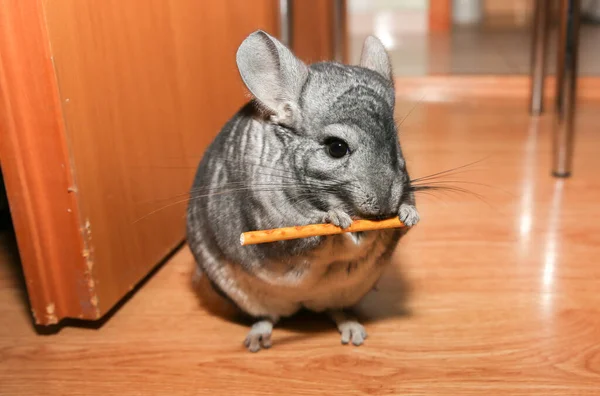 Grey Chinchilla Está Sentada Suelo Linda Mascota Mullida Comer —  Fotos de Stock