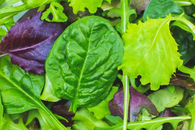 Yeşil marul, Arugula ve ıspanak yaprakları. Taze salata dokusu. Vejetaryen, sağlıklı yiyecekler. Sebze ve vitamin ürünleri. Makro fotoğraf.