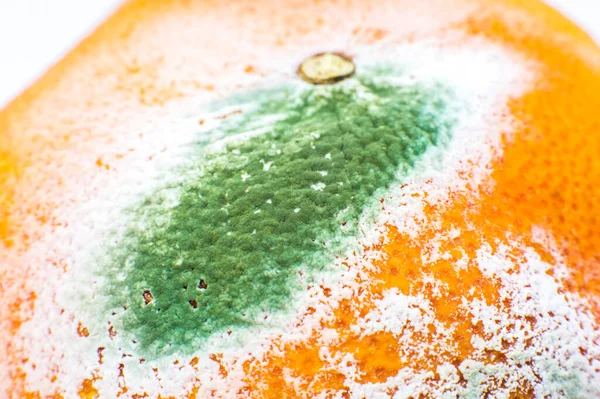 Fruta Laranja Bolorenta Toranja Podre Más Condições Preservação Fecha Comida — Fotografia de Stock