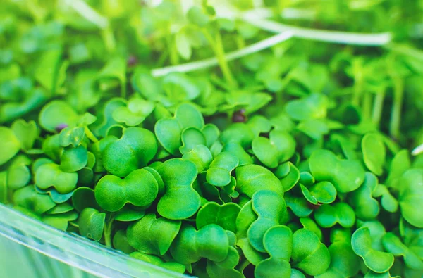 Germinando Microgreen Perto Brotos Brócolis Eco Comida Natural Com Vitaminas — Fotografia de Stock
