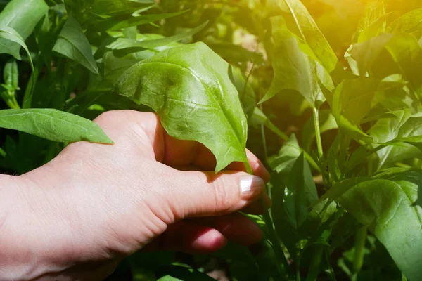 Mulher Arranca Folhas Espinafre Colheita Verão Folhas Verdes Frescas Cultivo — Fotografia de Stock