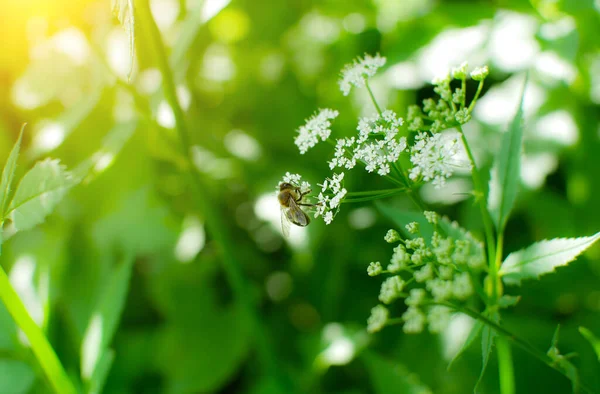 雄蜂坐在外面的鼠尾草上 花园里的绿色萨尔维亚植物 — 图库照片