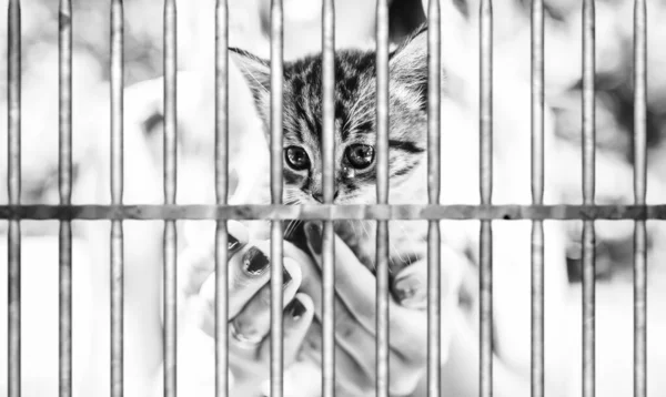 Girl Holding Small Kitten Her Hands Cat Cage Prison Stop — Stock Photo, Image