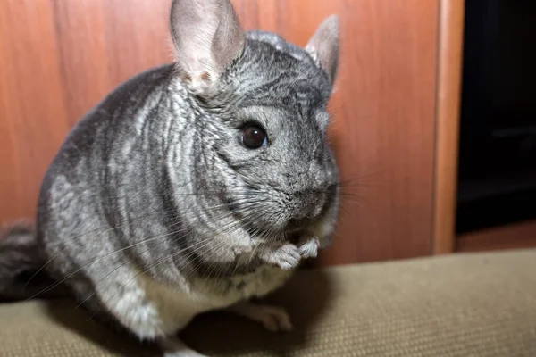 Grey Chinchilla Está Sentada Sofá Linda Mascota Esponjosa — Foto de Stock