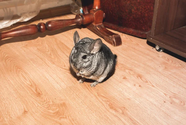 Chinchila Cinzenta Está Sentada Chão Bonito Animal Estimação Fofo Comer — Fotografia de Stock