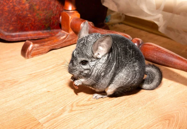 Grey Chinchilla Sedí Podlaze Roztomilý Nadýchaný Mazlíček Jíst Jablka — Stock fotografie