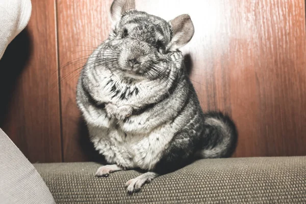 Grey Chinchilla Está Sentada Sofá Linda Mascota Esponjosa —  Fotos de Stock