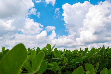 Soya fasulyeli sonsuz tarla. Çevre dostu tarım modern fikirleri. Hasat. Soya fasulyesi endüstriyel ölçekte büyüyor. Yaz manzarası, mavi gökyüzü olan duvar kağıdı..