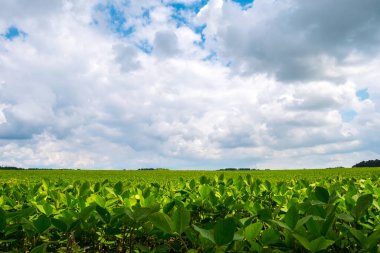 Soya fasulyeli sonsuz tarla. Çevre dostu tarım modern fikirleri. Hasat. Soya fasulyesi endüstriyel ölçekte büyüyor. Yaz manzarası, mavi gökyüzü olan duvar kağıdı..