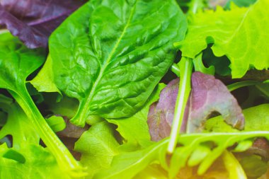 Yeşil marul, Arugula ve ıspanak yaprakları. Taze salata dokusu. Vejetaryen, sağlıklı yiyecekler. Sebze ve vitamin ürünleri. Makro fotoğraf.