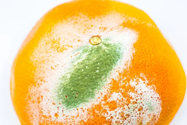 Beschimmeld Sinaasappelfruit Verrotte Grapefruit Slechte Bewaarcondities Sluiten Verwend Eten Schimmelziekte — Stockfoto