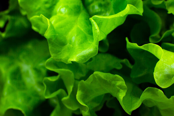 Green lettuce close up. Fresh salad texture background. Vegetarian food. Vegetable and vitamins products. Macro photo.