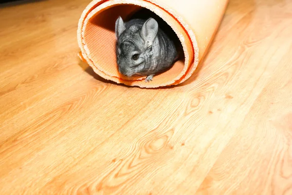 Grey Chinchilla Παίζει Στο Πάτωμα Στο Στρώμα Γιόγκα — Φωτογραφία Αρχείου