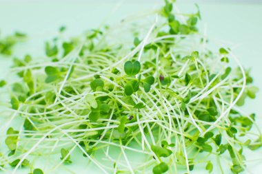 Mikro yeşil filizler, brokoli filizleri. Vitaminli doğal ekolojik gıda. Evde bahçıvanlık. Sağlık sigortası, vejetaryen yaşam tarzı. İçerde yeşillik yetişiyor..