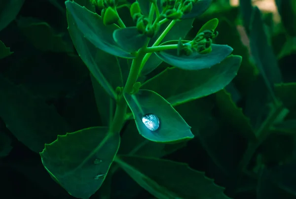 绿叶上的一滴露珠 生态自然概念 关闭雨滴 — 图库照片