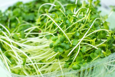 Mikro yeşil filizler, brokoli filizleri. Vitaminli doğal ekolojik gıda. Evde bahçıvanlık. Sağlık sigortası, vejetaryen yaşam tarzı. İçerde yeşillik yetişiyor..