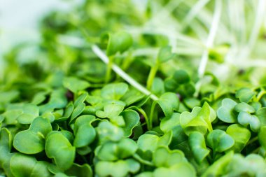 Mikro yeşil filizler, brokoli filizleri. Vitaminli doğal ekolojik gıda. Evde bahçıvanlık. Sağlık sigortası, vejetaryen yaşam tarzı. İçerde yeşillik yetişiyor..