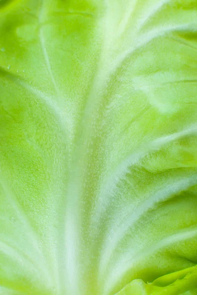 Green Cabbage Texture Background Close Macro Photo — Stock Photo, Image