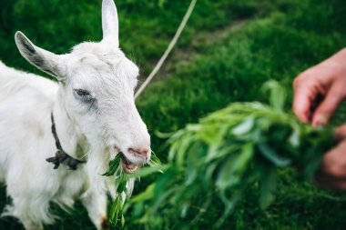 Beyaz keçi söğüt yiyor. Kadın evcil hayvanları besliyor..