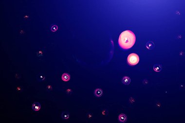 Karanlıkta Cadılar Bayramı balkabağı. Lambalar ve mumlar. Mistik sonbahar tatili. Şenlik detayları. Şeker mi şaka mı geleneği. Ekim 'de Azizler Günü.