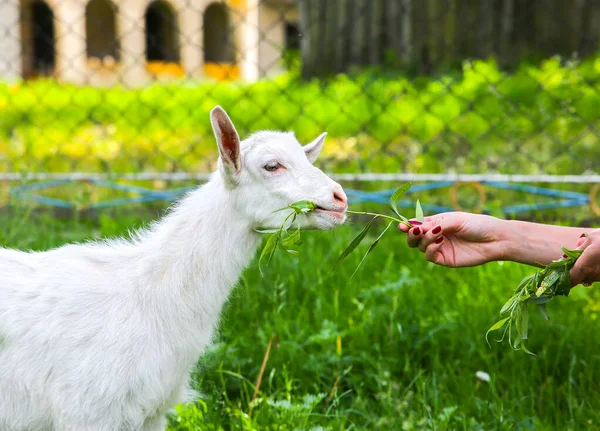 Une Chèvre Qui Mange Saule Femme Nourrit Les Animaux Domestiques — Photo