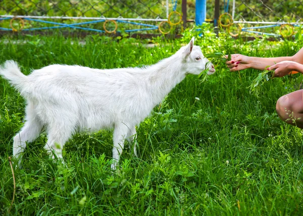 Une Chèvre Blanche Qui Mange Saule Femme Nourrit Les Animaux — Photo
