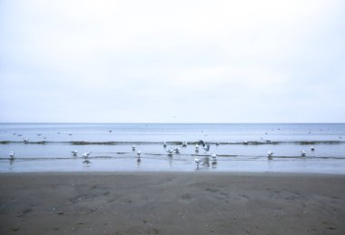 Soğuk sahildeki martılar. Kış mevsiminde deniz kenarında kuşlar. Doğa konsepti.