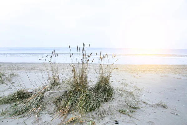 Sand texture on the beach. Cold seaside background. Baltic sea.